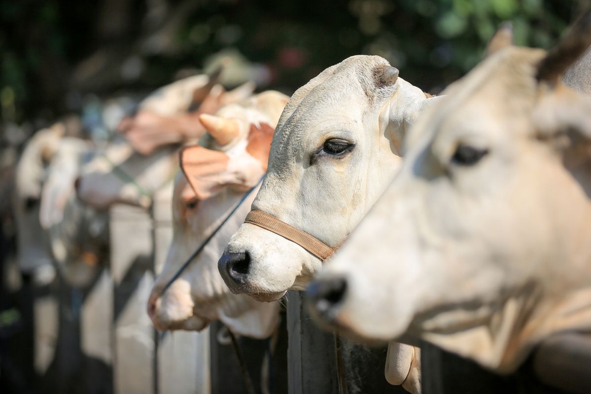“Viral! Sapi Kurban di Bekasi Kabur ke Mal, Bikin Panik Pengunjung dan Naik ke Eskalator”