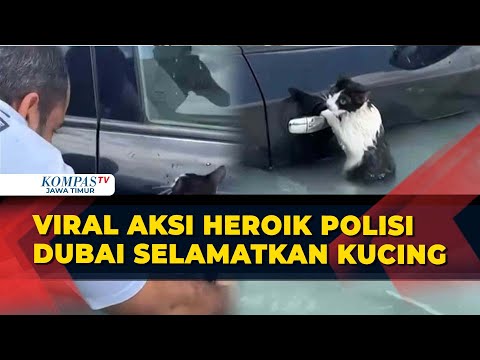Aksi Heroik Pemuda Selamatkan Kucing dari Banjir Jadi Sorotan – 10 Agustus 2025